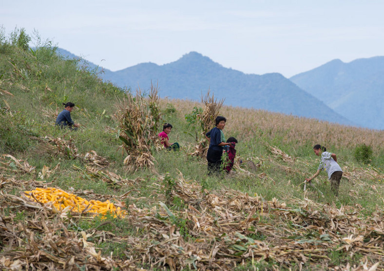 Mieszkańcy Korei Północnej zbierają kukurydzę na polu w prowincji South Hamgyong w pobliżu wybrzeża Morza Japońskiego, wrzesień 2012 r.