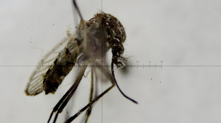 Mikroszkópon keresztül készített kép a zikavírust terjesztő egyiptomi csípőszúnyog (Aedes aegypti) egyik példányáról a bogotai Nemzeti Egészségügyi Intézet rovarkártevőkkel foglalkozó laboratóriumában 2016. április 26-án. Az Egészségügyi Világszervezet (WHO) adatai szerint 2016-ban négymillióra emelkedhet a zikalázas megbetegedések száma az amerikai kontinensen, ahol a szúnyogok által terjesztett kór 2014 februárjában ütötte fel először a fejét az őslakosok körében. A gyanú szerint a vírus magzatoknál kóros kisfejűséget okozhat / Fotó: MTI/EPA/Leonardo Munoz
