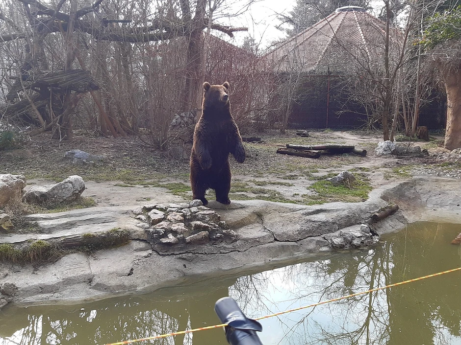 Medeni najavljuje proleće, ali mečka Goca ne izlazi iz jazbine