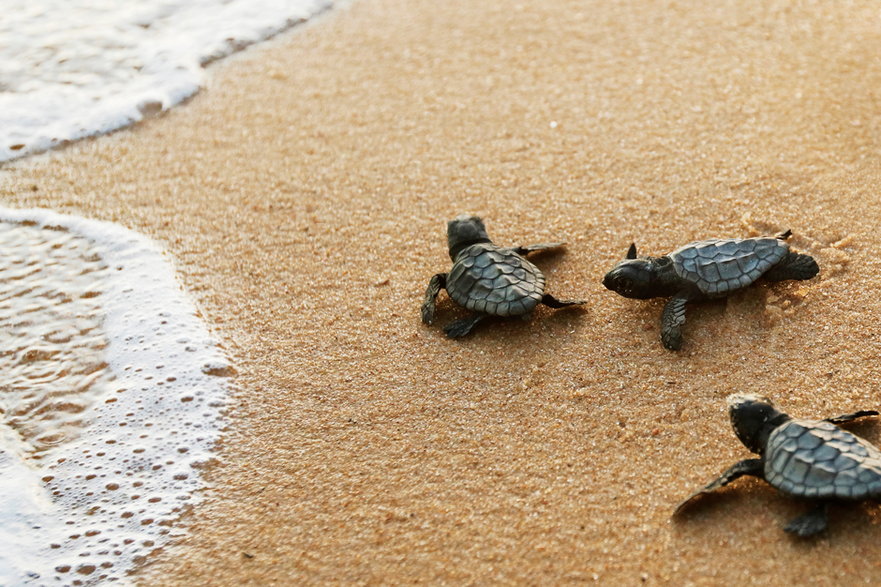 Niemal wszystkie żółwie, jakie przyszły na świat w ostatnich latach, to samice