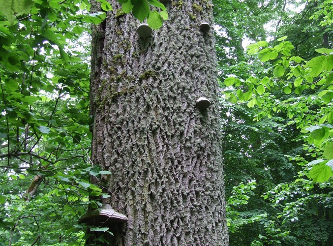 Uroki Puszczy Białowieskiej © www.tydecydujesz.org Fot. Jacek Winiarski