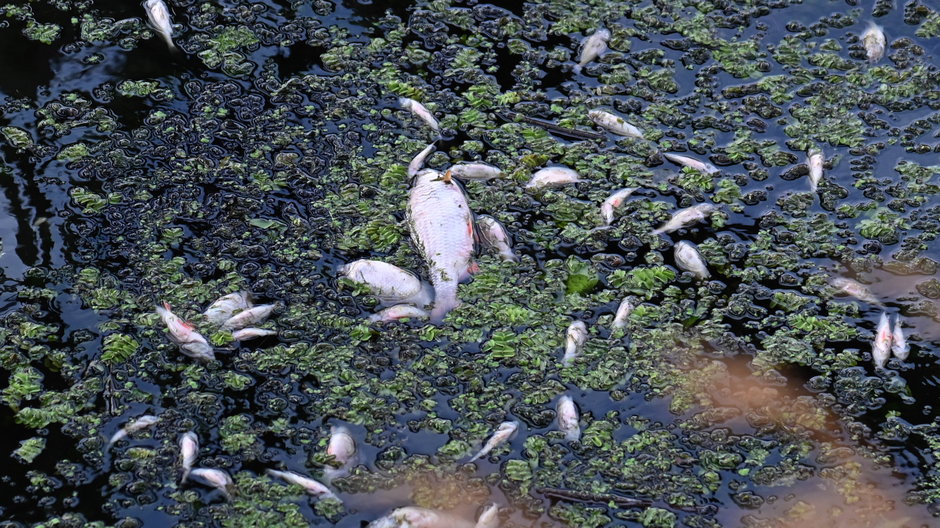 W ubiegłym roku Odrą płynęły tony śniętych ryb