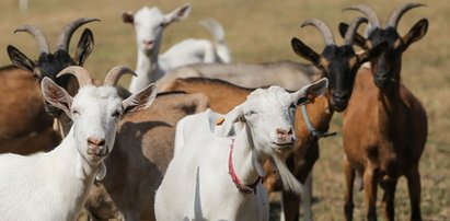 Warszawskie kozy wyzdychały przy Moście Gdańskim. Na pastucha łożył ratusz, karmiono go parówkami