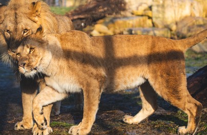 Skorzystaj z programu Nasz Wrocław i odwiedź zoo!