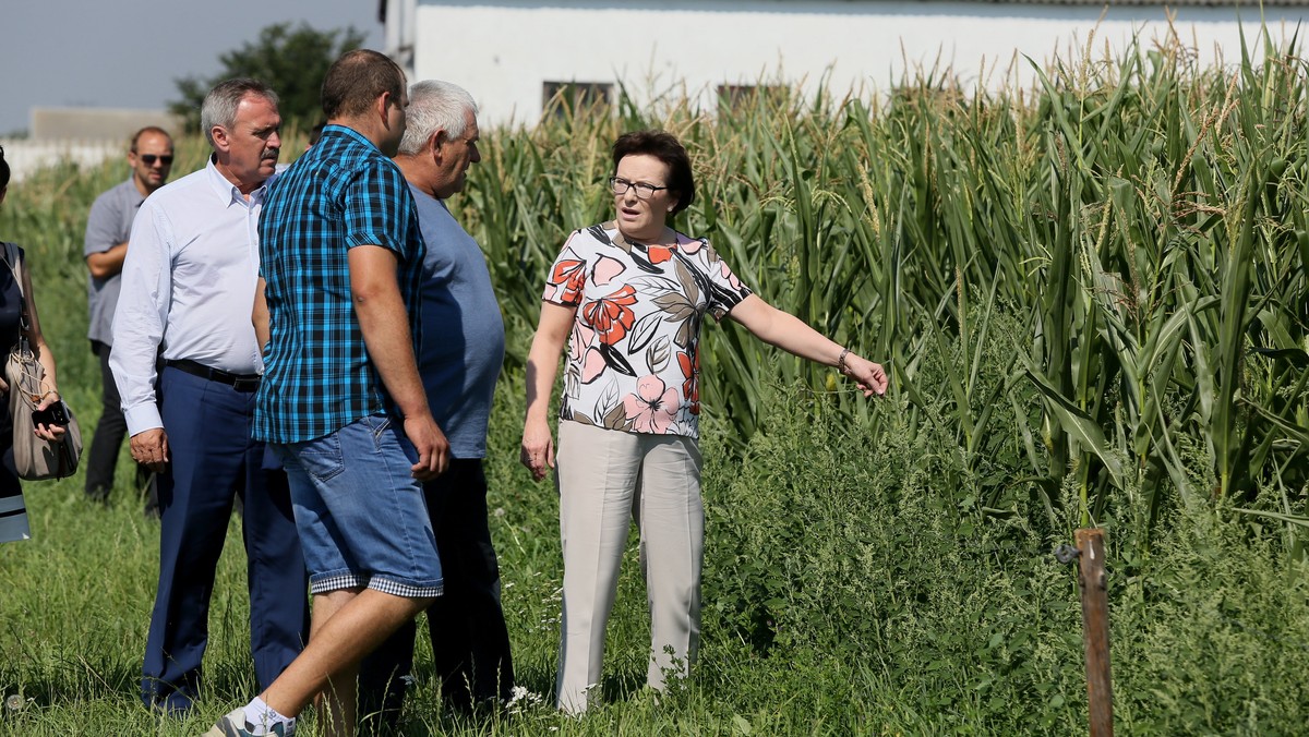 Pomoc dla rolników, których uprawy zostały dotknięte przez susze, trzeba kierować bardzo racjonalnie - podkreśliła podczas wizyty w Sierakowie (Mazowieckie) premier Ewa Kopacz. Dodała, że chodzi o szerszy program, a nie oparty tylko na niskooprocentowanych kredytach.