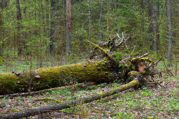 Puszcza Białowieska