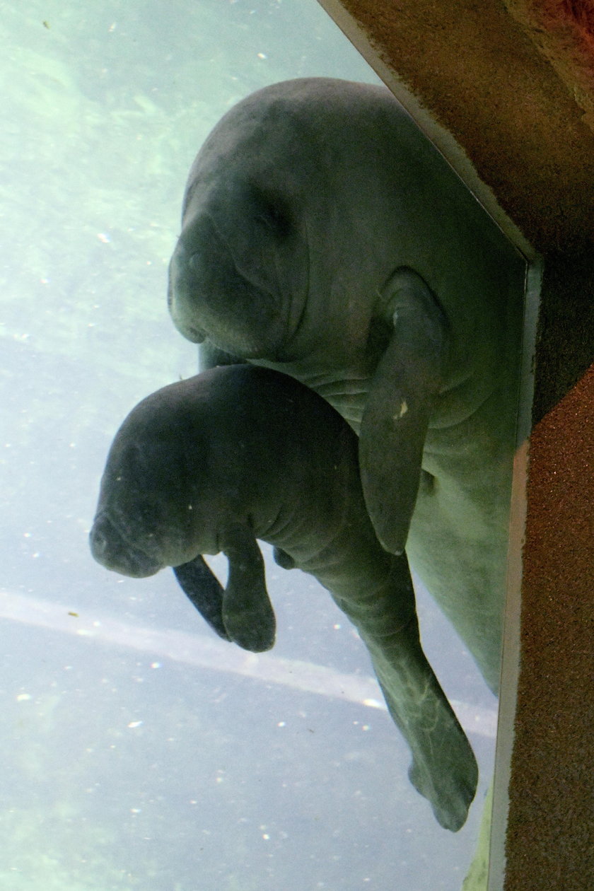 We wrocławskim zoo urodziła się syrena. Małe waży 20 kg!