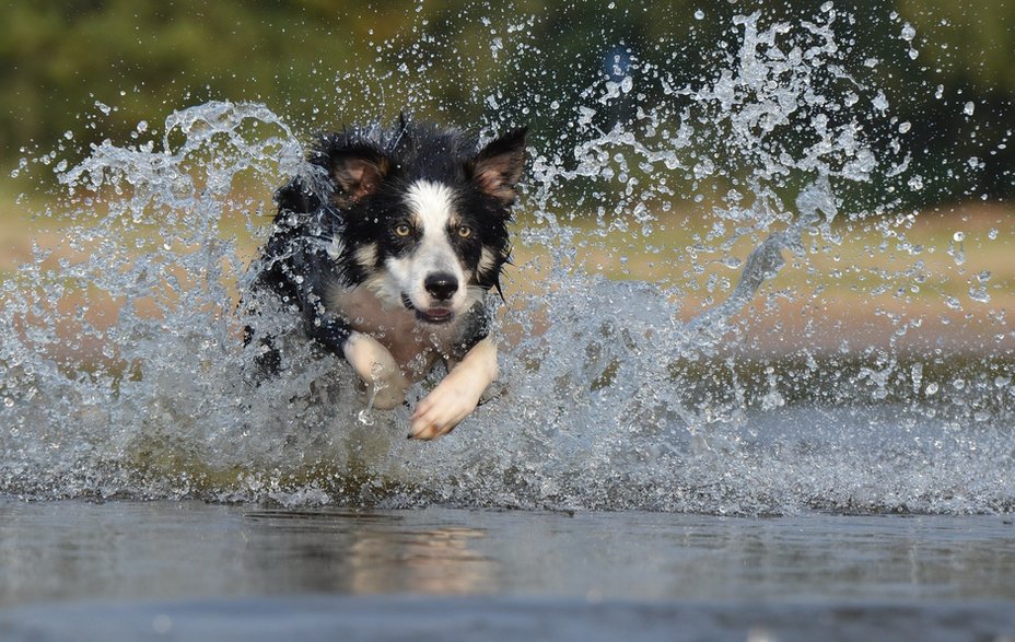 border-collie - fot. 825545/pixabay.com