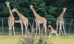 W poznańskim zoo będzie żyrafiarnia!