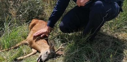 Koziołek wyskoczył jej przed maskę! Szczęśliwy finał dramatu