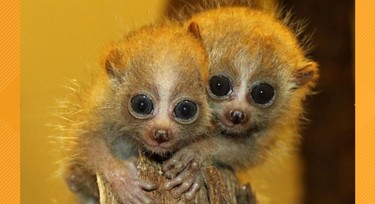 Did you know that this cute animal has the deadly venom of a snake?