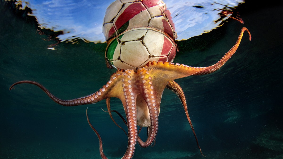 Zwierzęta, podobnie jak my, uwielbiają się bawić [ZDJĘCIA] | Newsweek