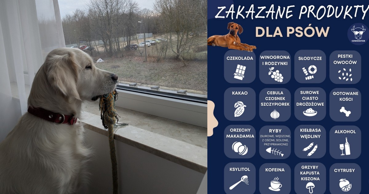 Tego pies ani kot nie mogą jeść. Internauci kłócą się o jeden składnik