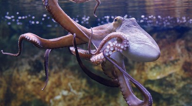 Did you know that octopuses have blue blood? Here are all the facts