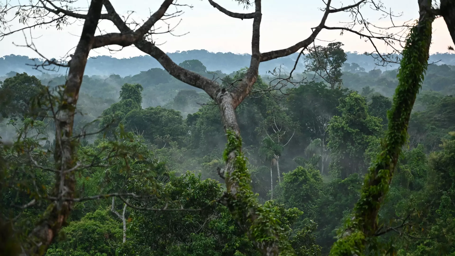 W Amazonii odkryto miasto sprzed 2,5 tys. lat. Pokrywała je gęsta roślinność
