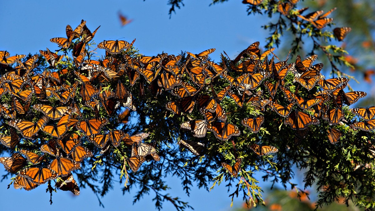 Monarch Butterfly Biosphere Reserve