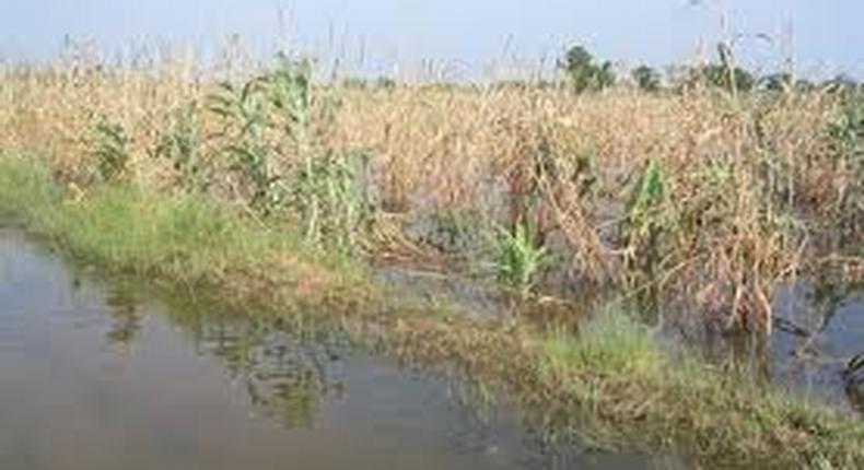 45,000 Kebbi farmers lose crops worth N3bn to flood - AFAN