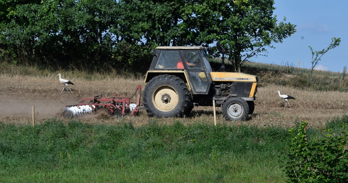 Nowa roślina zamiast pszenicy. Rolnicy odkrywają złoty interes