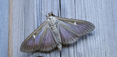 Rosję nawiedziła kolejna siejąca spustoszenie plaga! Władze mają plan, który może mieć opłakane skutki