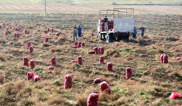 Glamoc Proizvodnja krompira
