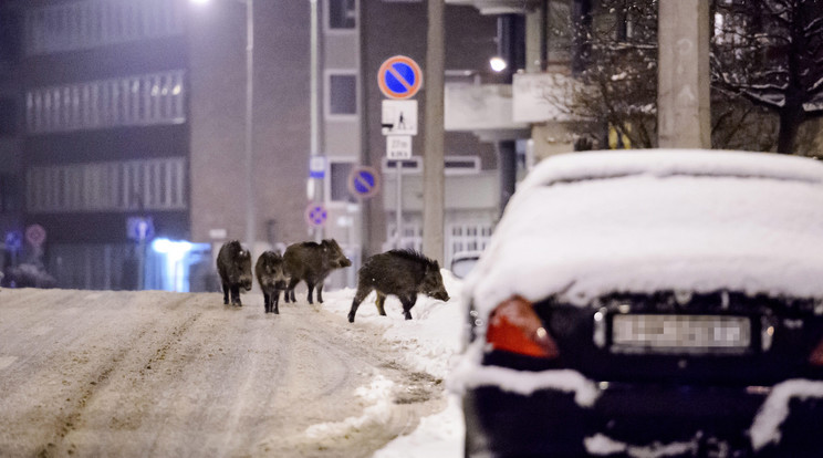 Főként télen, táplálék után kutatva jönnek be a nagyvárosi utcákra a vaddisznócsaládok/Fotó.MTI/Komka Péter