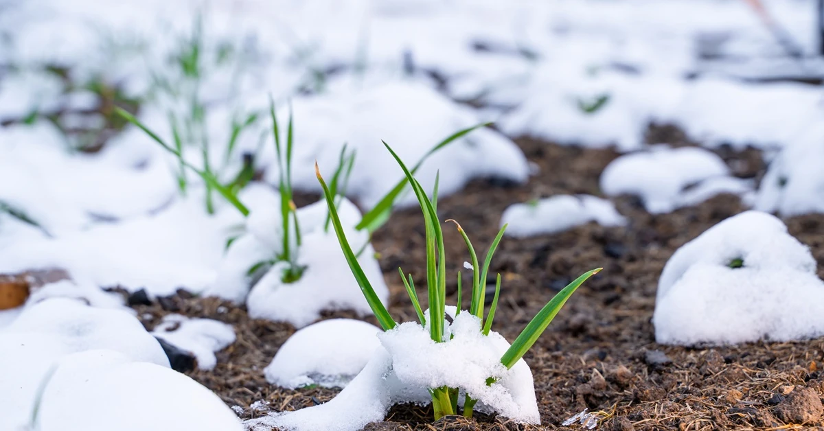 Co można siać w listopadzie? Jakie warzywa urosną w listopadzie i grudniu