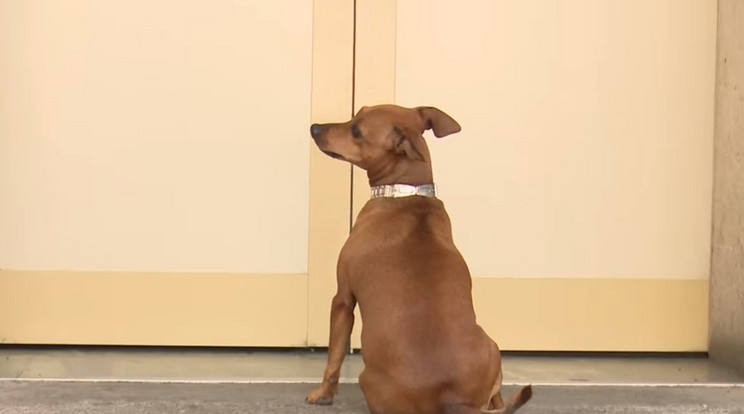 Így ült a kórháznál gazdijára váró kutya, végül beengedték hozzá az orvosok