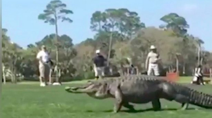 A hatalmas állat megijesztette a golfozókat