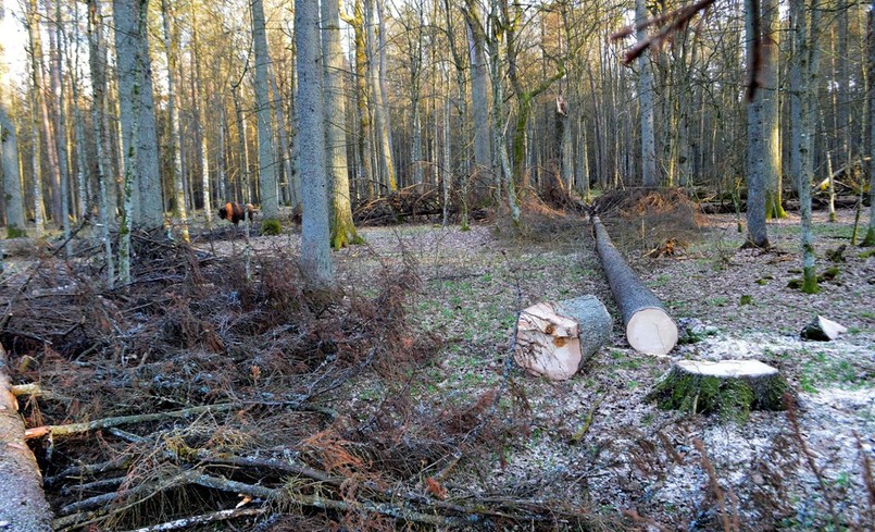 UNESCO wezwał polskie władze do natychmiastowego zaprzestania wycinki drzew w najstarszej części Puszczy Białowieskiej.