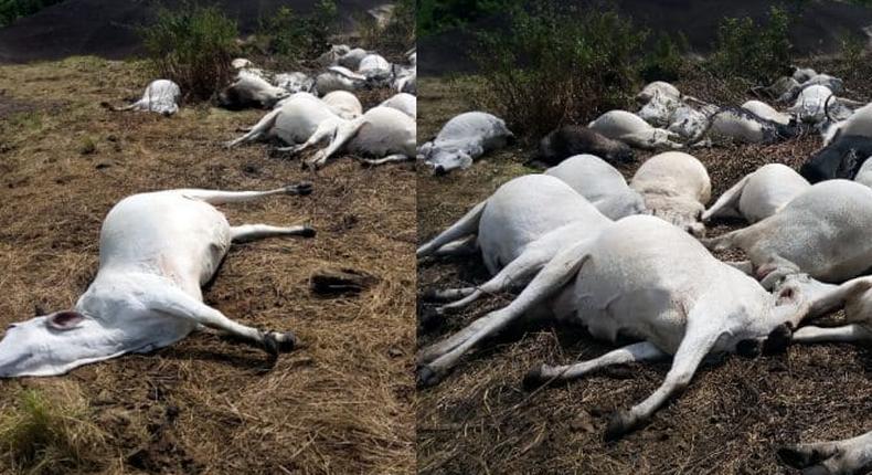 Police arrest 15 suspects for dumping cows, sheep in a ditch in Kaduna