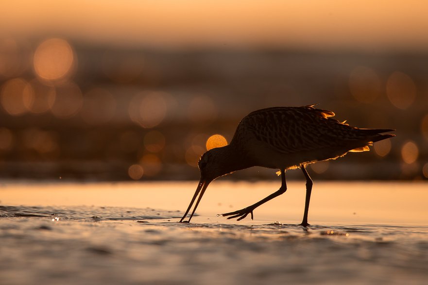 Szlamnik (Limosa lapponica)