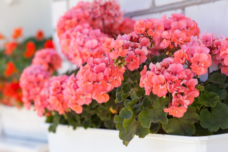 Pelargonie to jedne z najpopularniejszych roślin na balkon - Maksim Shebeko/stock.adobe.com