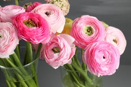 Ova biljka proglašena je za CVET GODINE 2025: Sadi se u martu, u vazi opstaje čak 12 dana i ima moćnu simboliku