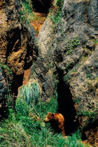 WWF zamierza odnowić 40 ha starych, zagubionych w bieszczadzkich lasach sadów specjalnie dla niedźwiedzi.