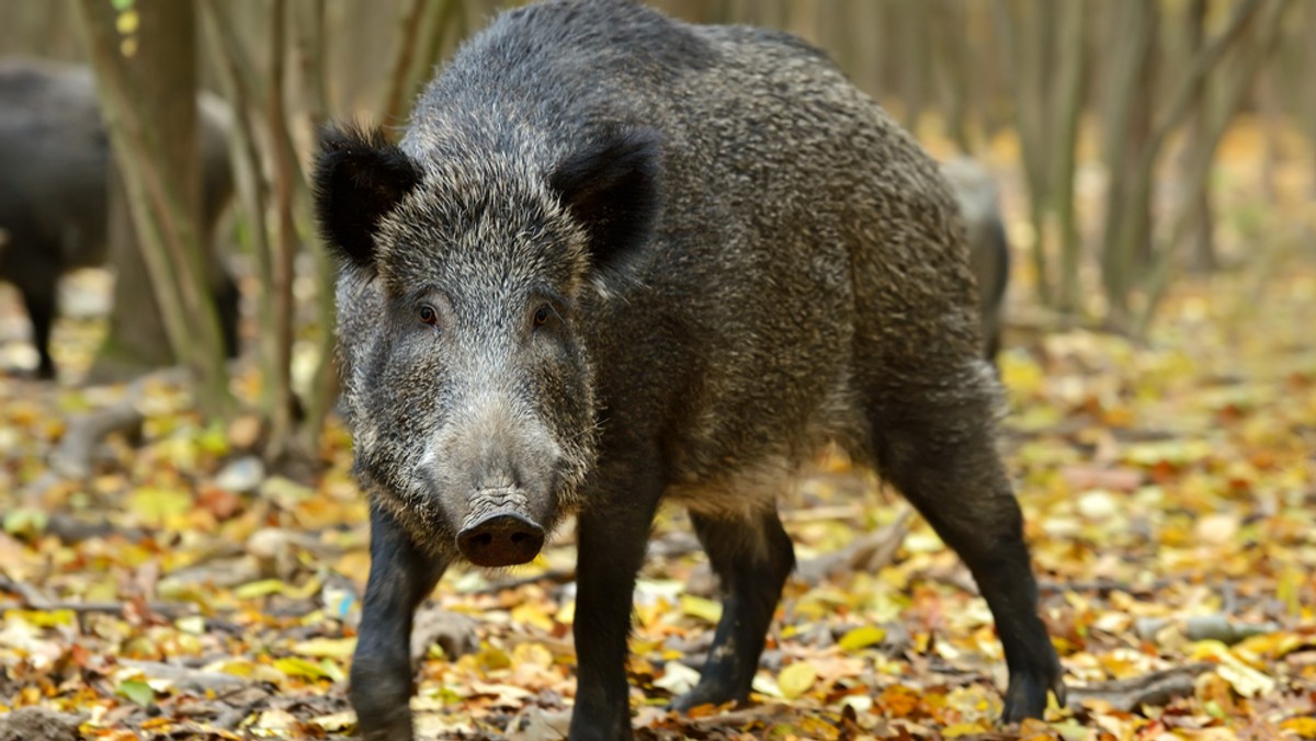 W gminie Nieporęt i w gminie Jabłonna znaleziono dwa martwe dziki, u których stwierdzono wirusa afrykańskiego pomoru świń (ASF) - poinformował Główny Lekarz Weterynarii. Został wyznaczony obszar skażony.