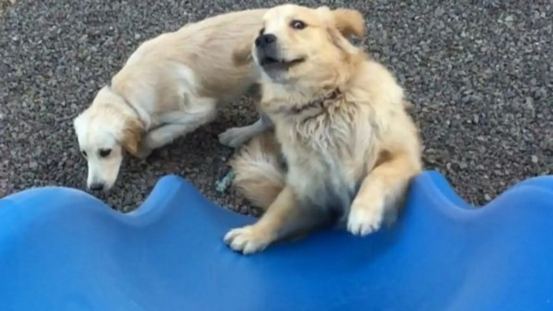 Golden Retriever próbuje wejść na zjeżdżalnię. Nie wie, że to niemożliwe