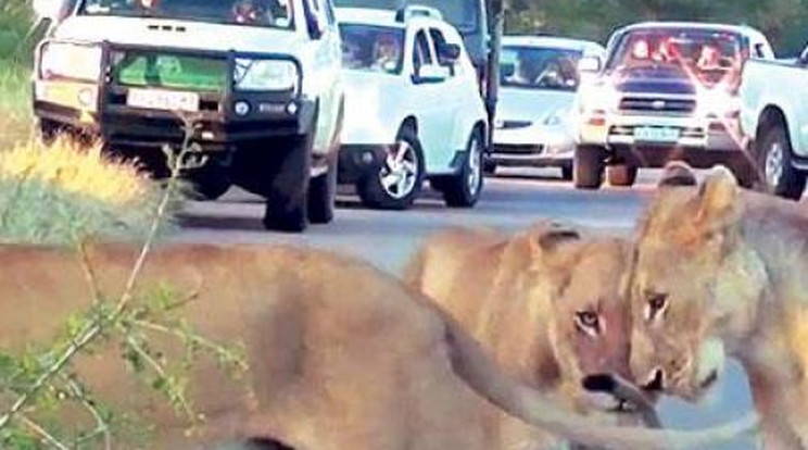 Aszfalton fekvő oroszlánoktól torlódott a forgalom