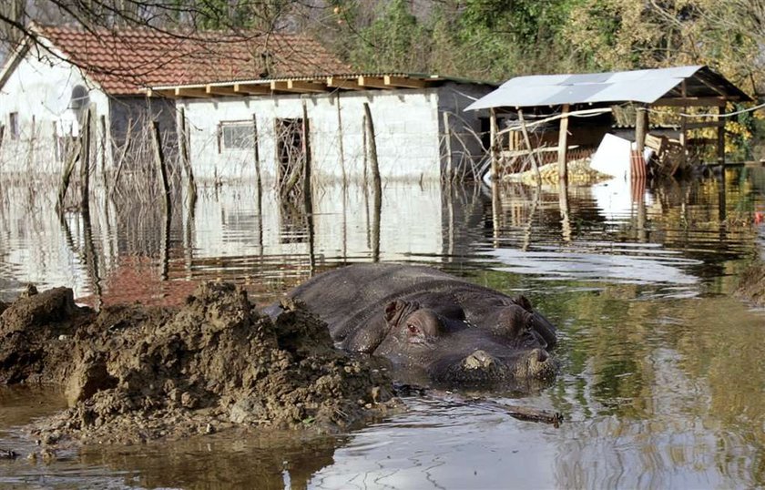 Bestia na wolności! Przez powódź! FOTO