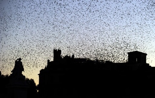 ITALY-ROME-BIRDS-STARLINGS