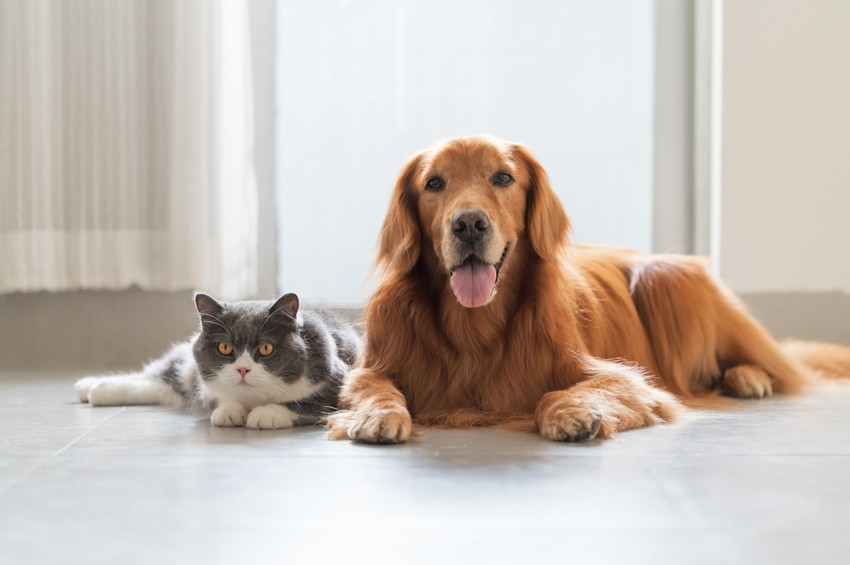 Mačka i pas