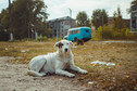 Psy z zony w Czarnobylu