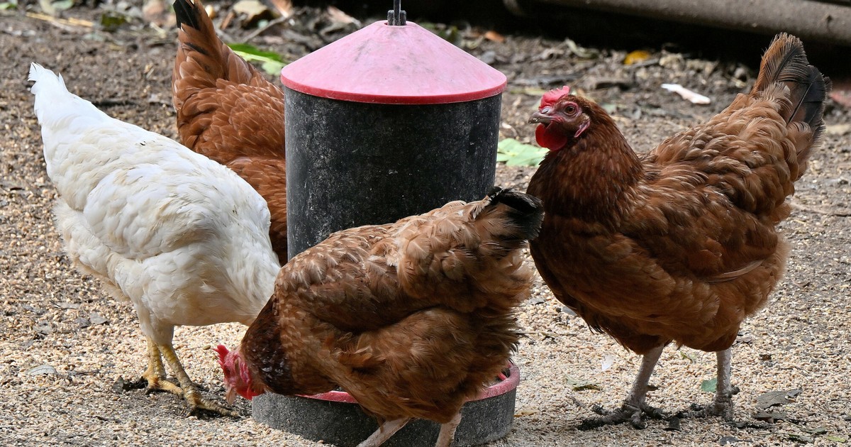 鶏と七面鳥の予防接種。緊急モードの規制