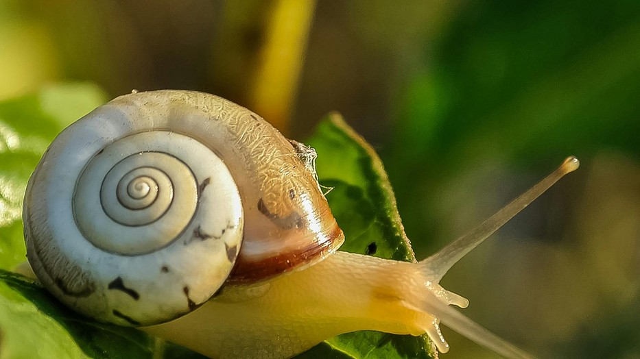 Csigákat vizsgáltak a kutatók / Illusztráció: Pexels