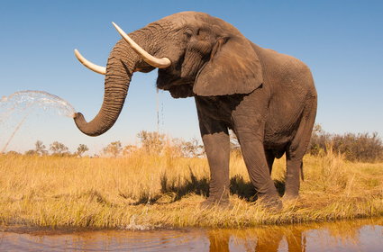 Księża chcieli sprzedać kilkukilogramowy kieł słonia. Interweniowali policjanci