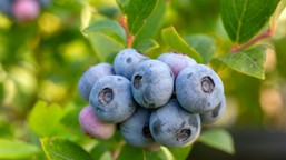 rozsyp pod borówką. latem krzaki będą uginać się od owoców