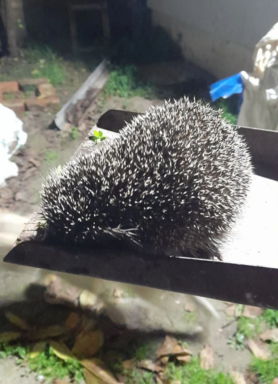 Jež pronađen u gradskom naselju