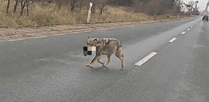 Wilk odgryzł psu głowę i niósł ją w pysku po ulicy. Leśniczy: chrońcie swoje zwierzęta