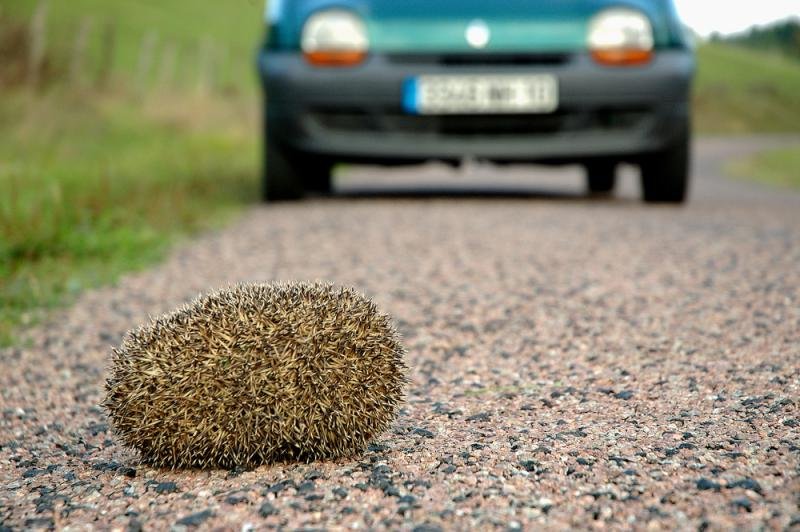 Jeż zachodni często niestety ginie  pod kołami samochodów