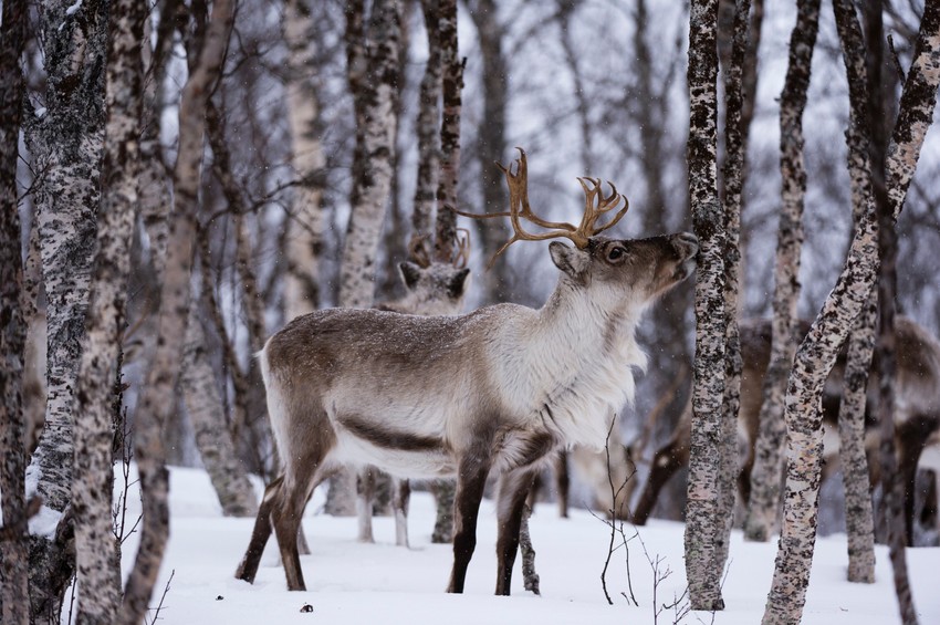 Najveće blago Sami naroda, irvasi