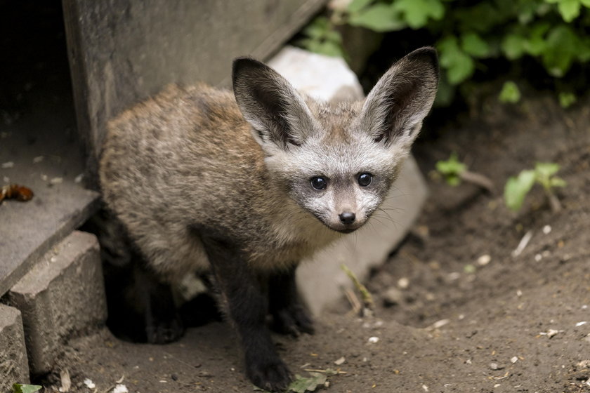 W zoo urodziły się otocjony